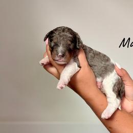 Maple - Blue merle female Bernedoodle puppy in Pennsylvania from Bells Bernedoodles