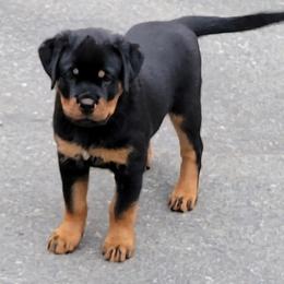 Girl 3 - Black and mahogany female Rottweiler puppy in Snohomish, Washington from Sky Valley Rottweilers