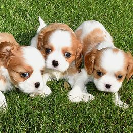 Cavalier King Charles Spaniels from Hurricane Cavaliers