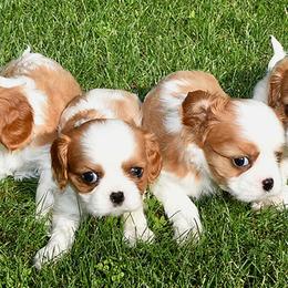 Cavalier King Charles Spaniels from Hurricane Cavaliers