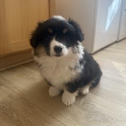 Mira- AKC fluffy female - Black and tan female Pembroke Welsh Corgi puppy in Red Bluff, California from Wilder Ranch Corgis