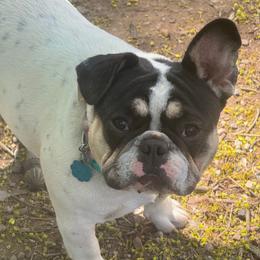 Ranni - Black and tan French Bulldog puppy in Philadelphia, Pennsylvania from Kiki Leigh Frenchies