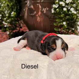 Diesel - Black tan and white male Beagle puppy in Mansfield, Missouri from Rippee Creek Kennel