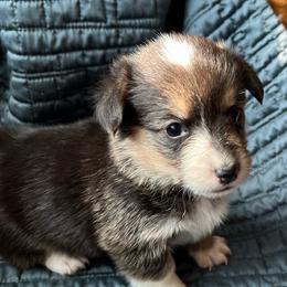Pretty Precious Darling - Black and tan female Pembroke Welsh Corgi puppy in Blaine, Tennessee from Rose Brier Pembroke Welsh Corgis