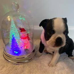 Luna AKC - Black brindle and white female Boston Terrier puppy in Imperial, Missouri from Boston Kup Breeders