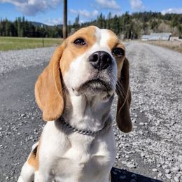 Deja Vu - Beagle
