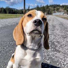 Deja Vu - Beagle