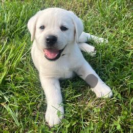Sallie's Gray Collar - Yellow male Labrador Retriever puppy in Mansfield, Missouri from Leadhill Labs