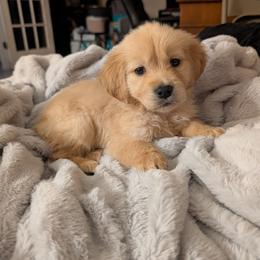 Light Purple - Light golden female Golden Retriever puppy in Madison, Ohio from Heckmans English Cream Golden Retrievers