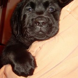 Labrador Retriever Puppies from Lorlyn Labradors