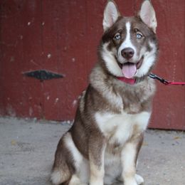 Kahili - Siberian Husky