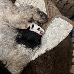 Boy 1 - Parti male Poodle puppy in Canterbury, Connecticut from Diamonds in the Sky