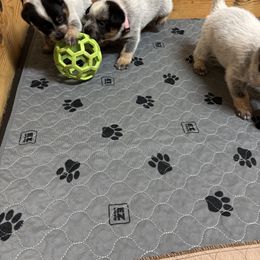 Australian Cattle Dog Puppies from Bottoms Up Cattle Dogs