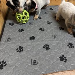 Australian Cattle Dog Puppies from Bottoms Up Cattle Dogs