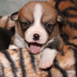 Labrador Retriever and Pembroke Welsh Corgi Puppies from White Star Corgis