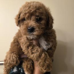 Bernedoodle, Goldendoodle, and Poodle Puppies from 4goldendoodles