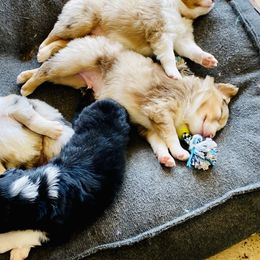 Australian Shepherd and Miniature Australian Shepherd Puppies from Hunt Farms Mini Aussies
