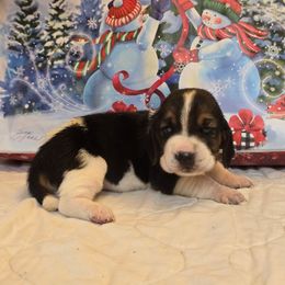 Mrs. Rabbit - Black white and brown female Basset Hound puppy in Valley, Washington from Enchanted Valley Paws