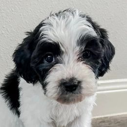 Maltipoos from Blakely’s maltipoo pups
