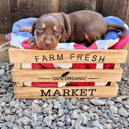 Journey - Red female Catahoula Leopard Dog puppy in Washington from Coweeman Catahoulas