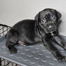Cane Corso Puppies from Trained To Go Corso Kennels (T.T.G. Corso Kennels)