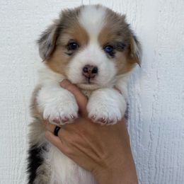 Girl 4 - Blue merle and white American Corgi puppy in Las Cruces, New Mexico from Fay River Farm Corgis