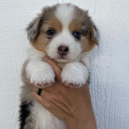 Girl 4 - Blue merle and white American Corgi puppy in Las Cruces, New Mexico from Fay River Farm Corgis