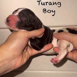 Turang - Parti male Goldendoodle puppy in Suring, Wisconsin from Black Oak Doodles