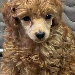Lika - Apricot female Poodle puppy in Oceanside, New York from Anastasia STANDARD Poodles three four seven seven five four two three four five