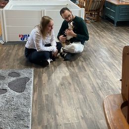 Bernese Mountain Dog Puppies from Lonesome Pine Farm