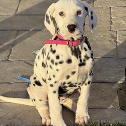 KALY - White and black female Dalmatian puppy in Albuquerque, New Mexico from Renov Dalmatian Plantation