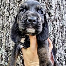 Marina - Black female Colombian Fino Hound puppy in Kingston, Tennessee from Fino Hounds USA