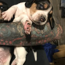 Beagle Puppies from C.R.P. Kennels