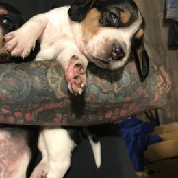 Beagle Puppies from C.R.P. Kennels