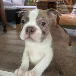 Boston Terrier Puppies from Boston Kup Breeders