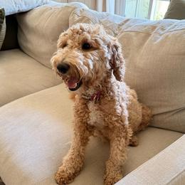 Gracie - Goldendoodle