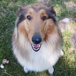 Athena - Collie