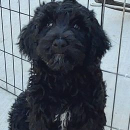 Labradoodles from Our Little Castle of Labradoodles