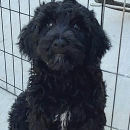 Labradoodles from Our Little Castle of Labradoodles