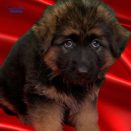 German Shepherd Puppies from Vom Archbold Haus World Class German Shepherds
