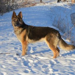 Maggie - German Shepherd