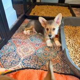 Arthur - Black and tan male Pembroke Welsh Corgi puppy in Snellville, Georgia from Laur's Classic Corgis