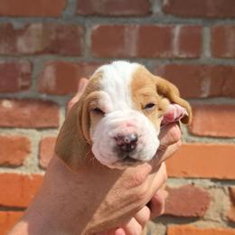 Cash - Red and white male Basset Hound puppy in Bellaire, Ohio from Blessed Bassets
