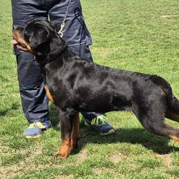 Prada - Rottweiler