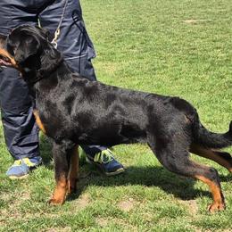 Prada - Rottweiler