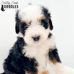 Corinne - Tri-color female Bernedoodle puppy in Tipton, Indiana from Country Creek Doodles
