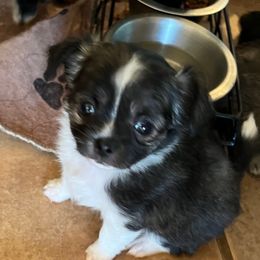 Bebe - Black sabled fawn female Chihuahua puppy in Tecumseh, Oklahoma from Callie’s Happy Chihuahuas, Callie’s Happy Treasures LLC