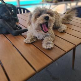Bullitico - Morkie