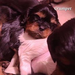 Crumpet - Black and tan female Cavalier King Charles Spaniel puppy in Winthrop, New York from McMahon's Cavalier King Charles Spaniels