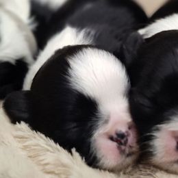 Lil Dot - Black and white female Shih Tzu puppy in Lostant, Illinois from Bella's Babies